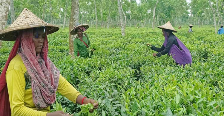 হবিগঞ্জে আড়াই মাস কর্মবিরতির পর কাজে ফিরলেন চা-শ্রমিকরা