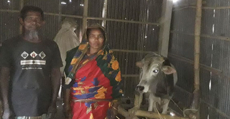 গোয়াল ঘরেই সন্তানসহ থাকেন এই দম্পতি