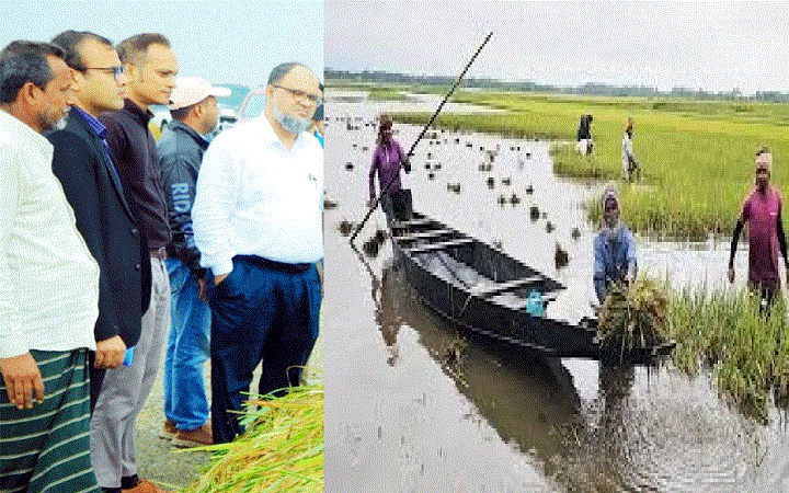 বরাম হাওরে বোরো ধান কাটার অগ্রগতি পরিদর্শনে সুনামগঞ্জের জেলা প্রশাসক