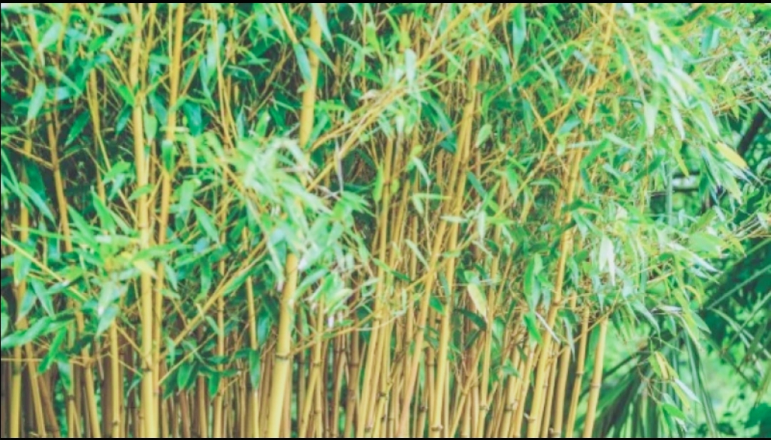 বিশ্ব বাঁশ দিবস আজ