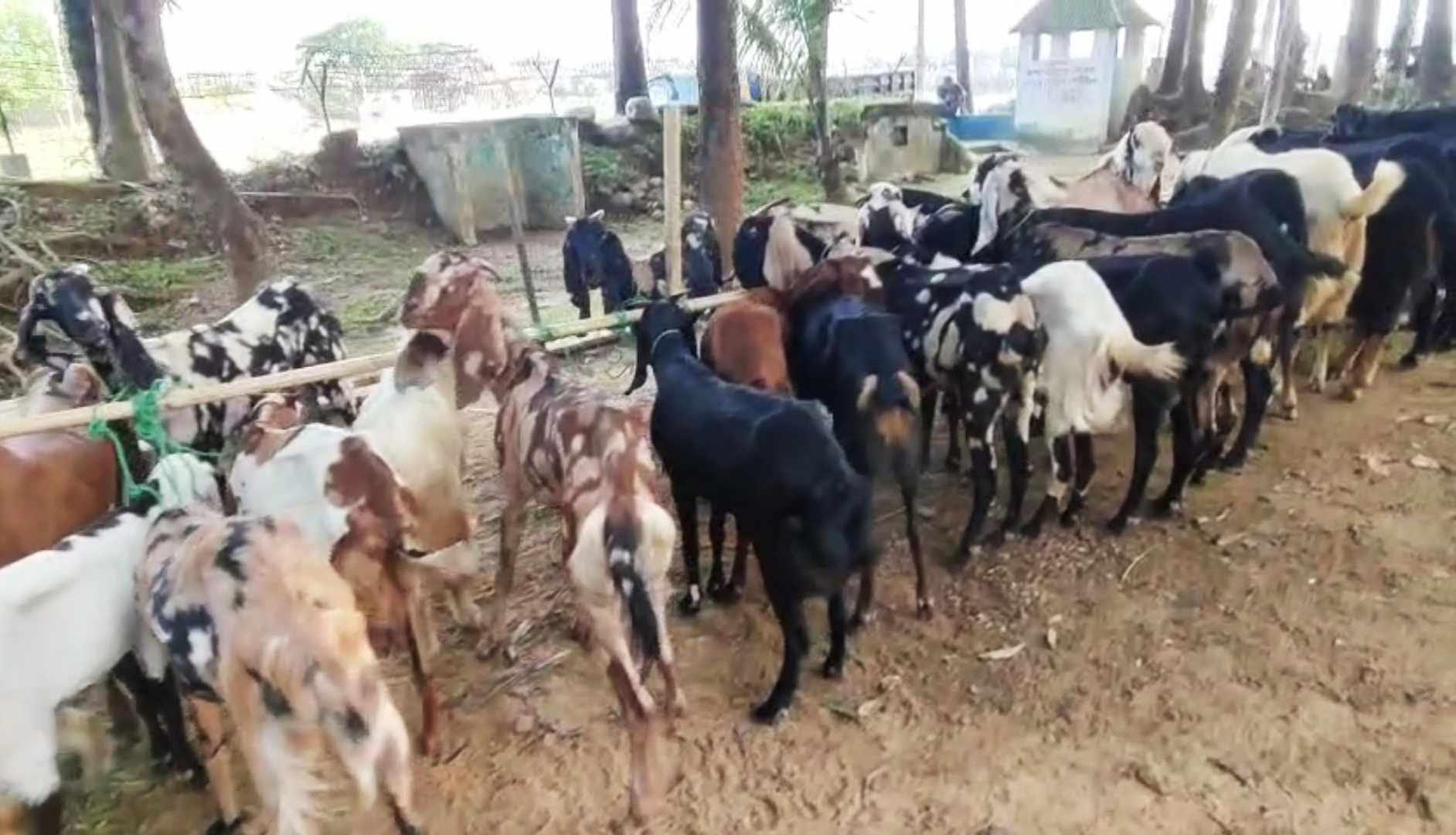ছাতকে ৬১ লক্ষ টাকার ভা*রতীয় দুম্বা ও ছাগল জ*ব্দ