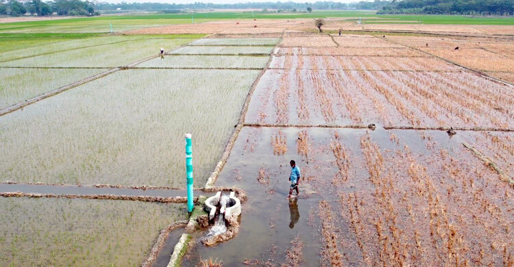 পটুয়াখালীতে দাম ও ফলন ভালো হওয়ায় বাড়ছে বোরো চাষ