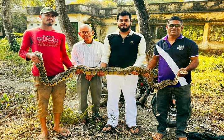 শ্রীমঙ্গলে দুই দিনে দুইটি অজ*গর সা*প উদ্ধা*র
