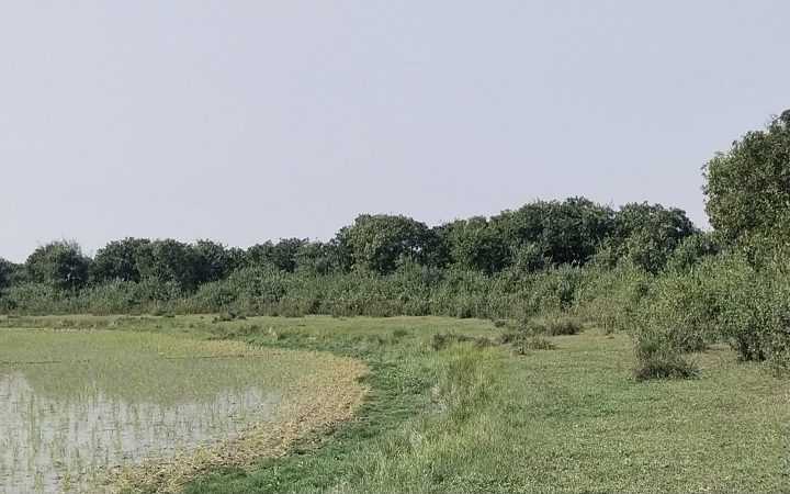 হাকালুকিতে ফিরছে  হারানো বনাঞ্চল