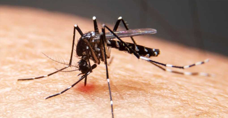 সিলেটে ডে*ঙ্গু বাড়ছে, ক রো না পরিস্থিতি স্থিতিশীল