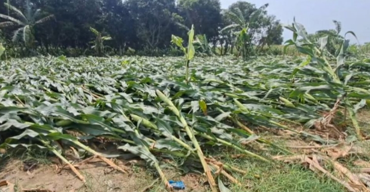 এক রাতের ঝড়ে চুয়াডাঙ্গার কৃষিতে ধস, ক্ষ*তিগ্রস্ত শতাধিক হেক্টর জমি