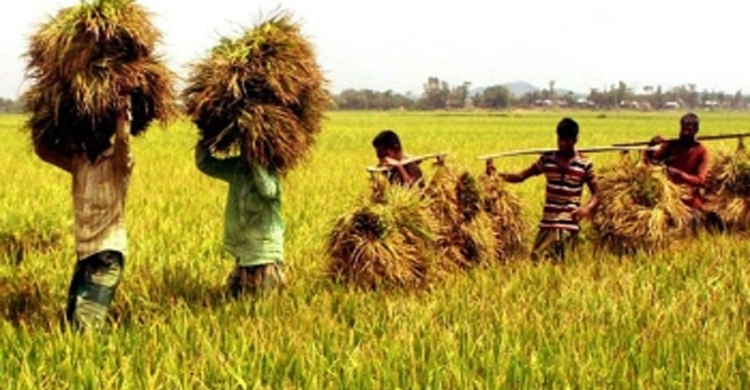 সুনামগঞ্জে আমনের বাম্পার ফলন