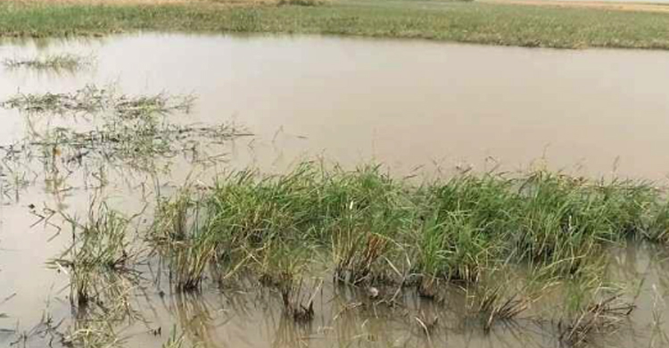 লাখাইয়ে খাল খননের অভাবে ক্ষ তি গ্র স্ত হচ্ছে কৃষকের ফসল