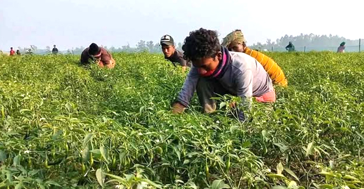 জগন্নাথপুরে তুলনামূলক কম খরচে কাঁচামরিচের বা*ম্পার ফলন 