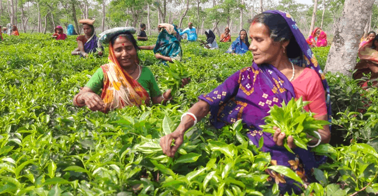 মৌলভীবাজারের চা বাগানে চা পাতা চয়ন শুরু, খুশিতে চা সংশ্লিষ্টরা