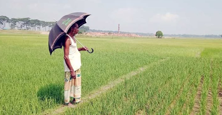 জগন্নাথপুরে বোরো চাষিদের মাঝে বৃষ্টির জন্য হাহাকার