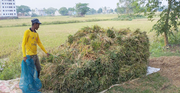 জগন্নাথপুরে বৃষ্টি ও বন্যার শঙ্কায় কাটা হচ্ছে আধাপাকা ধান