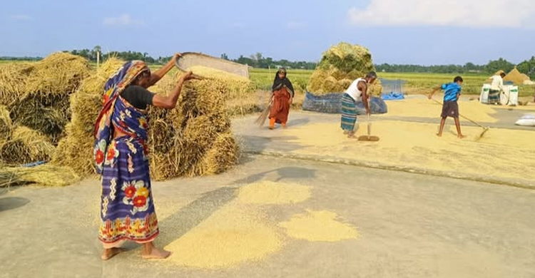 হাকালুকিতে বোরো ধানের বাম্পার ফলন : ন্যায্য দাম নিয়ে চিন্তিত কৃষকরা