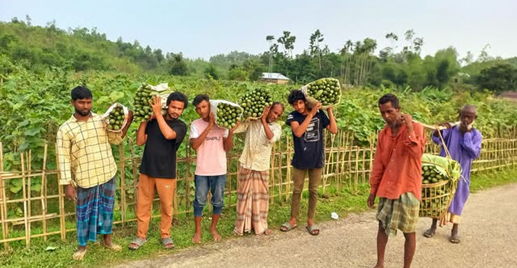 বড়লেখায় ঝিঙে চাষ করে লাভবান ২ শতাধিক চাষি