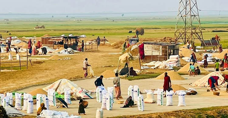 শান্তিগঞ্জে বাম্পার ফলন : হাওরের ৭৫ ভাগ ধান কাটা শেষ