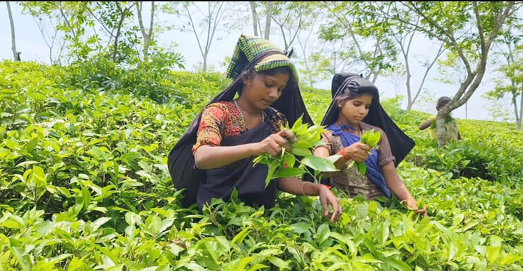 ব ঞ্চ না র বৃত্তে চা-শ্রমিকরা,উৎপাদন বাড়লেও উন্নয়ন হয় না জীবনমান