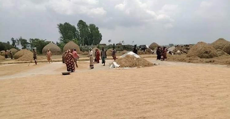 লাখাইয়ে গোলায় ওঠছে ধান : স্বস্তিতে কৃষকরা