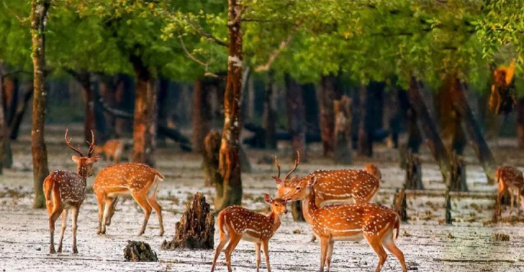 সুন্দরবনে ঈদের ছুটিতে চোরচক্র ঠেকাতে প্রস্তুত বন বিভাগ