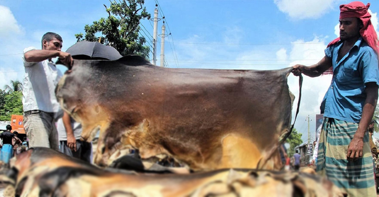 শ্রীমঙ্গলে পানির দরে&rsquo; বিক্রি হচ্ছে কো*রবানির পশুর চা ম ড়া 