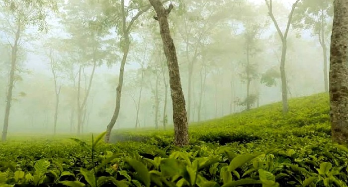 শ্রীমঙ্গল কাঁপছে সর্বনিম্ন তাপমাত্রায়