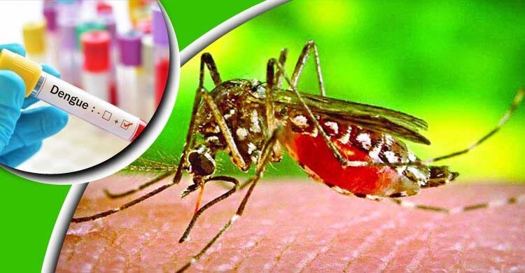 এ সময় এডিস মশার কামড় থেকে র ক্ষা পাবেন যেভাবে