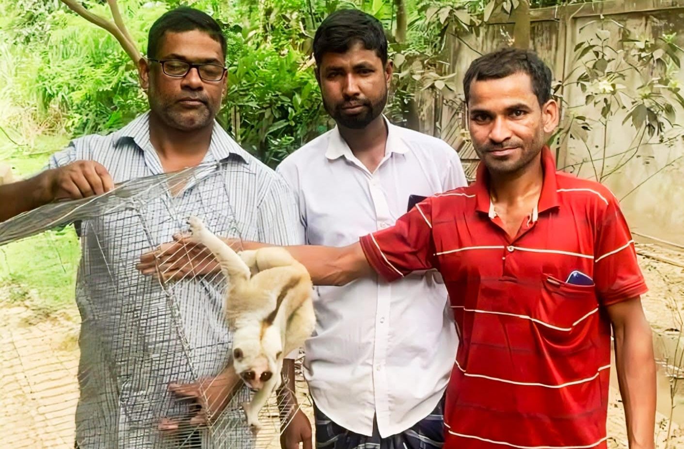 শ্রীমঙ্গলে লজ্জাবতী বানর উ*দ্ধার