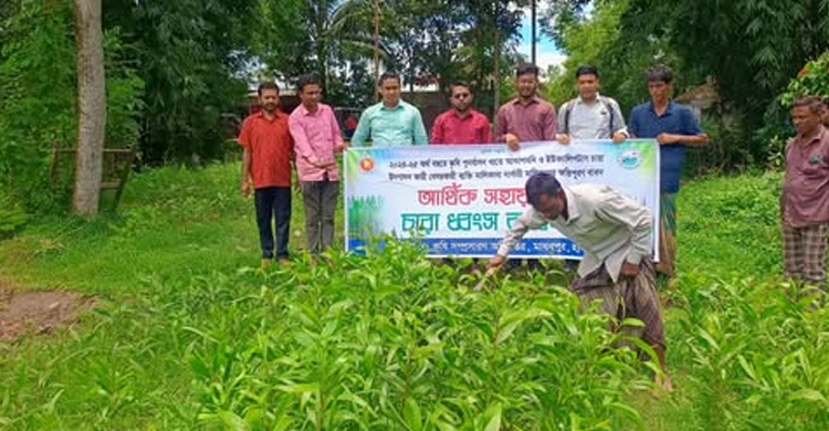 মাধবপুরে নার্সারিতে অ ভি যা ন চালিয়ে ধ্বং*স করা হলো নিষিদ্ধ গাছের চারা