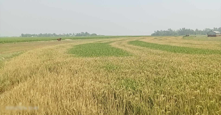 আজমিরীগঞ্জে দু র্বৃ ত্ত রা বি*ষ দিয়ে পু ড়ি য়ে দিল কৃষকের সোনালী স্বপ্ন