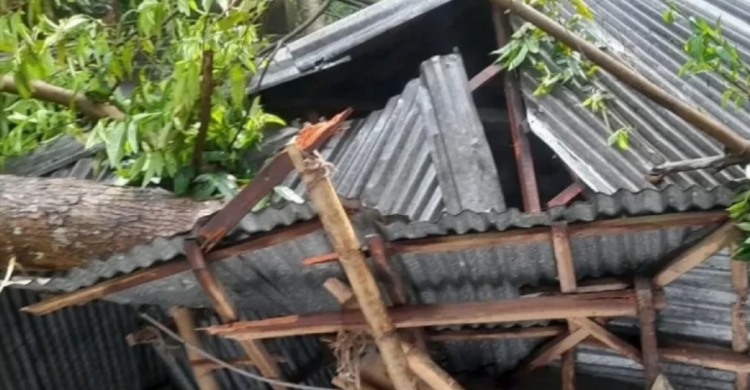 ঝড়ের মধ্যে আম কুড়াতে গিয়ে আর ফেরা হলো না