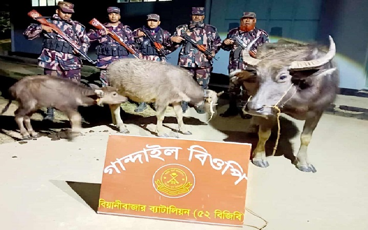 বড়লেখার সীমান্ত এলাকা থেকে ভার*তীয় মহিষ আট*ক