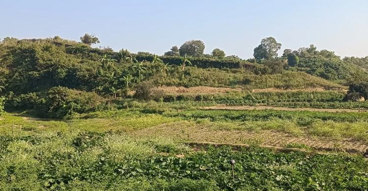 তুমব্রু সীমান্তে আবারও গোলাগুলি