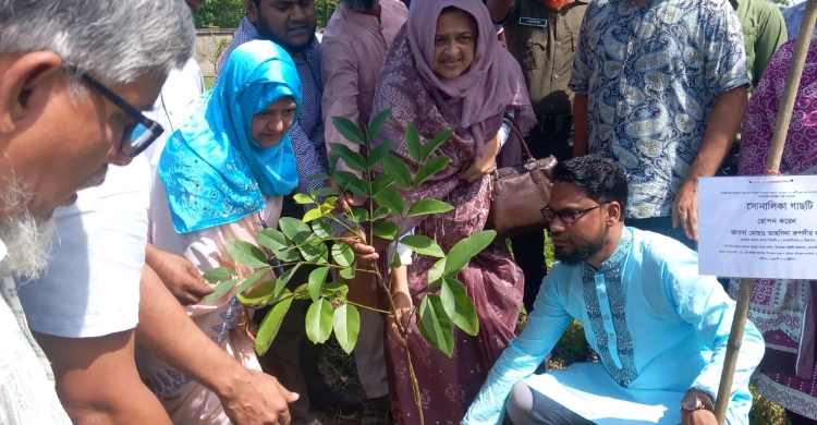 জাতীয় উন্নয়নের ধারাবাহিকতায় বৃক্ষরোপণের বিকল্প নেই,  এমপি তাহসিনা রুশদী লুনা