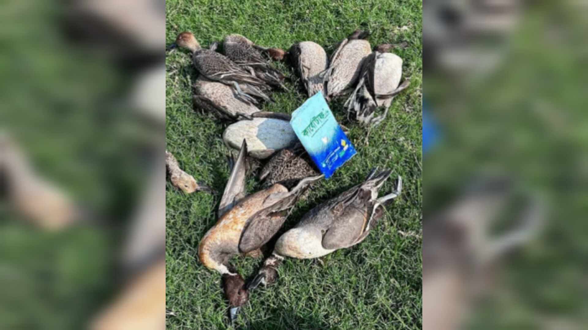 হাকালুকি হাওরে বিষ দিয়ে অবাধে মারা হচ্ছে পাখি