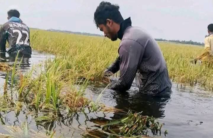 আজমিরীগঞ্জে বৃষ্টি আর শ্রমিক সং*কটে বি*পাকে কৃষকরা