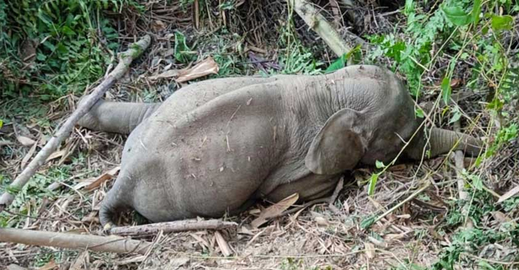 খাল থেকে হাতির শাবক উ দ্ধা র