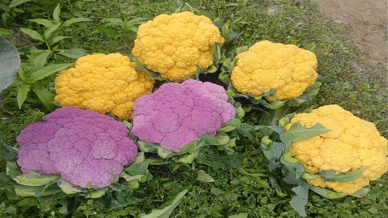 রঙিন ফুলকপি চাষে কৃষকের মুখে হাসি