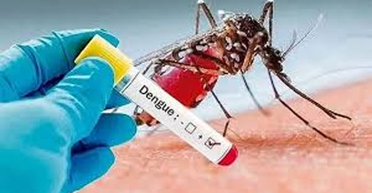 ডেঙ্গু আক্রান্ত হয়ে আরও ৪৯২ জন হাসপাতালে ভর্তি, মৃ ত্যু ৩