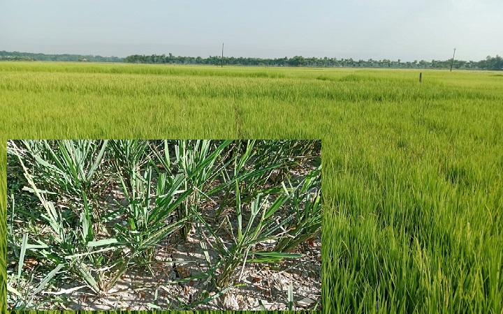 গোয়াইনঘাটে কার্তিকের বৃষ্টির জন্য হাহাকার, ৫১ ধান নিয়ে শ/ঙ্কায় কৃষক