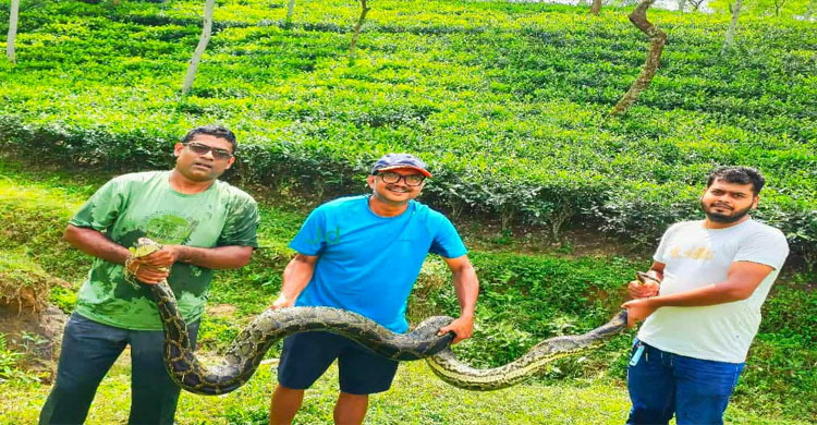 শ্রীমঙ্গলে ১২ ফুট লম্বা ২১ কেজি ওজনের অজগর সাপ উদ্বার
