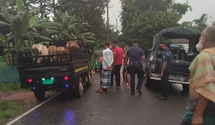 কুলাউড়ায় গরু ও পিকআপ ফেলে পালালো চো র চ*ক্র