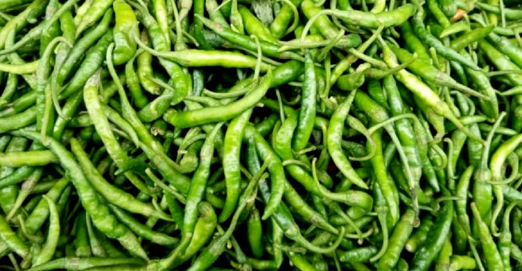 কাঁচামরিচের আমদানি বাড়লেও কমছে না বাজারদর
