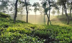 টানা ৪ দিন ধরে সর্বনিম্ন তাপমাত্রা শ্রীমঙ্গলে