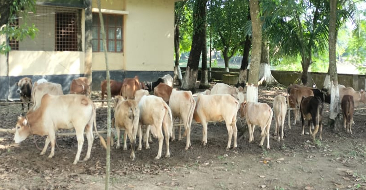 দোয়ারাবাজারে ৩৬টি গরুসহ ৮ চোরাকারবারি গ্রেফতার