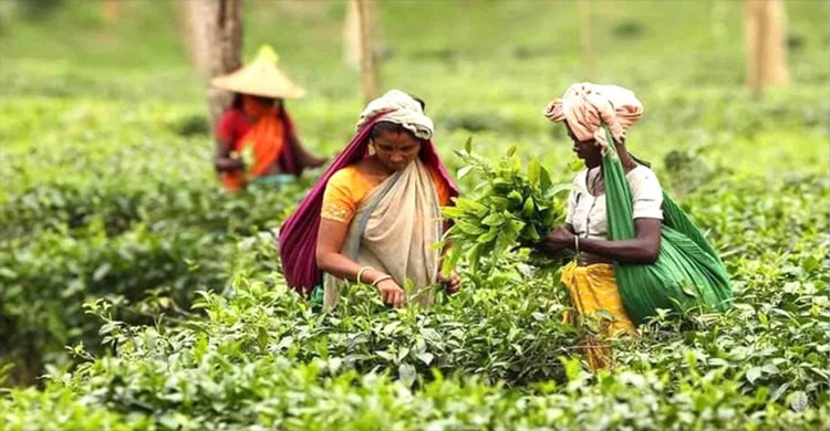 চা-শ্রমিকদের মজুরি বছরে ৫ শতাংশ হারে বাড়বে