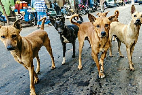 জগন্নাথপুরে কুকুর আতঙ্ক