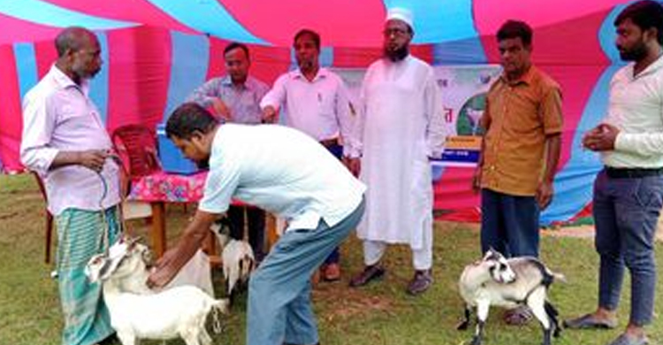  বিনামূল্যে দেওয়া হচ্ছে ছাগল ভেড়ার পিপিআর ও ক্ষুরা রোগের টিকা 