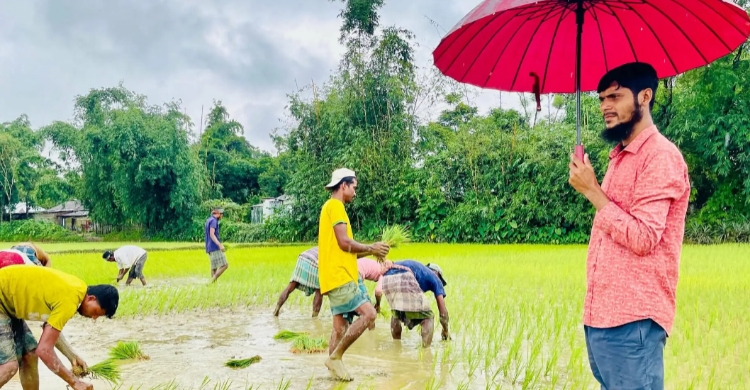 গোয়াইনঘাটে রোদ-বৃষ্টি উপেক্ষা করে মাঠে মাঠে আমন রোপণের ধুম, কৃষকের চোখে সোনালি স্বপ্ন