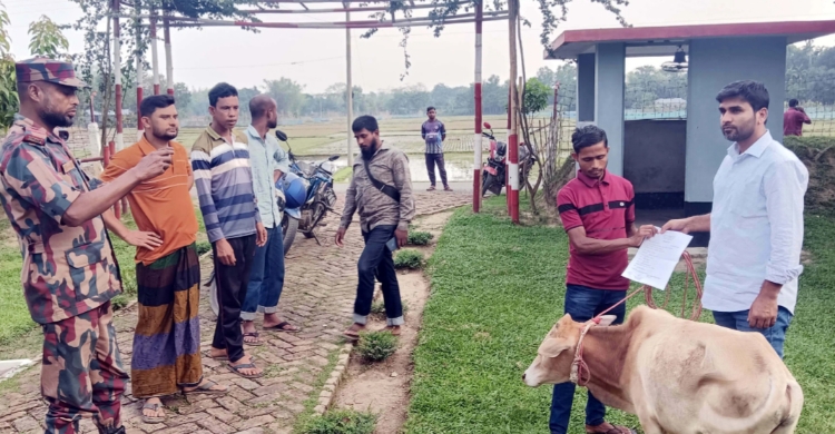 ঈদ সামনে রেখে সী মা ন্তে সক্রিয় গরু চো রা কারবারিরা