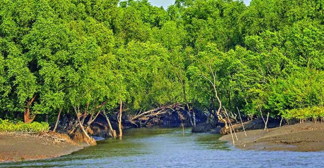 তিন মাস পর খুলল সুন্দরবনের দ্বার, পর্যটনে ফিরছে প্রাণ
