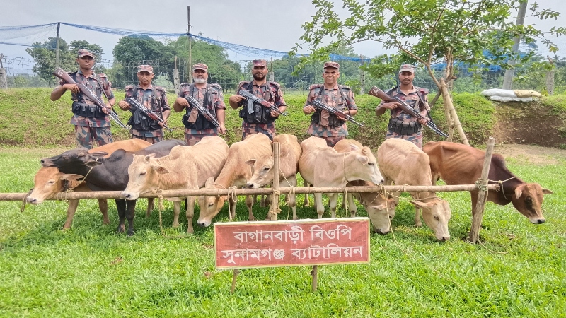সুনামগঞ্জ সী*মান্তে ৯টি ভা*রতীয় গরু জ*ব্দ